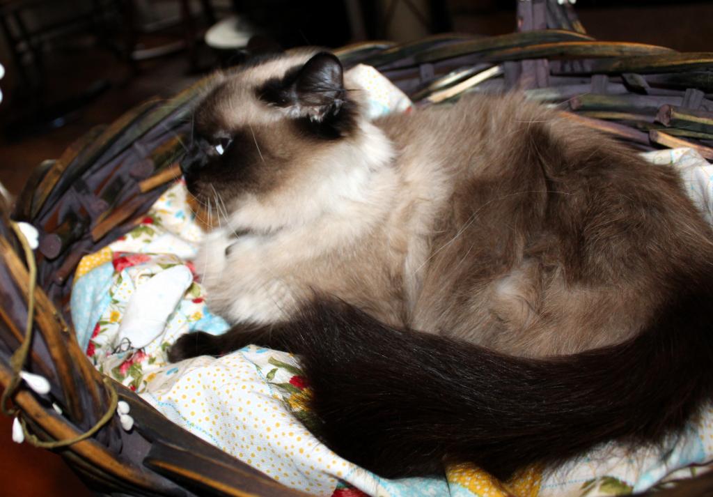 Queenie photo 2