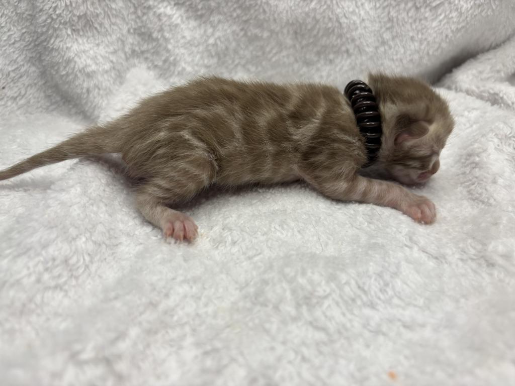 Coconut And Chips Litter photo 3