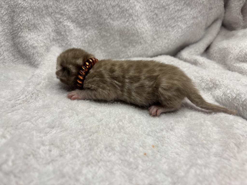 Coconut And Chips Litter photo 6