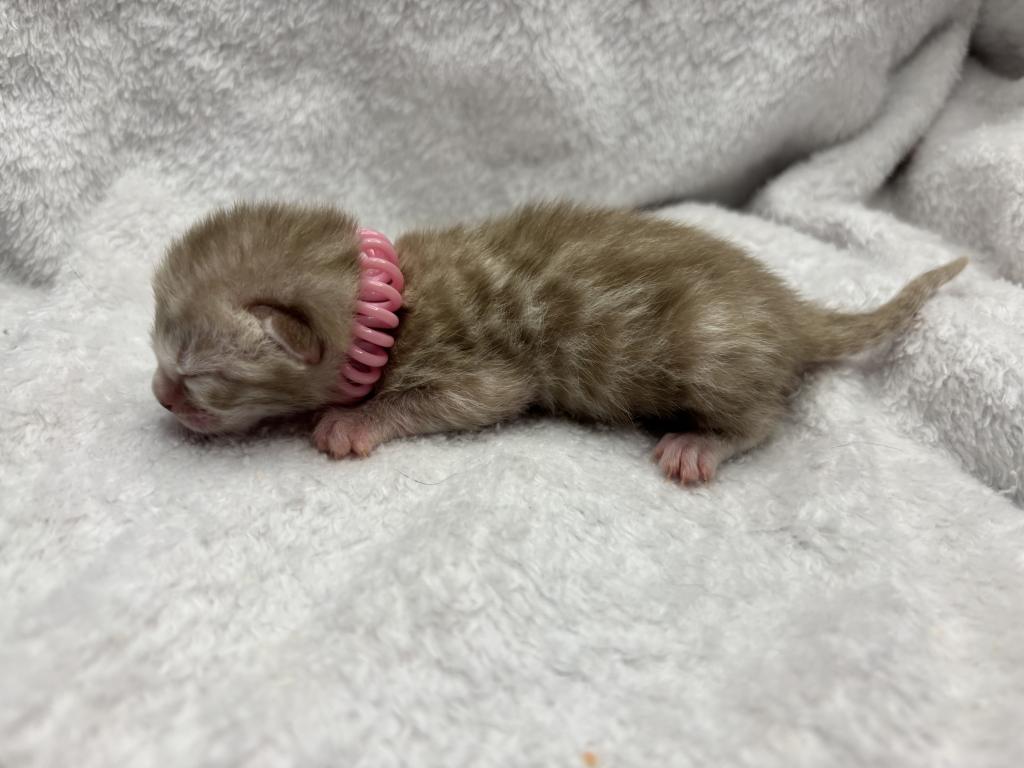 Coconut And Chips Litter photo 2