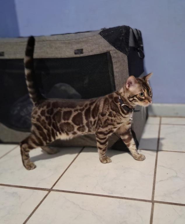 Coconut And Chips Litter photo 7
