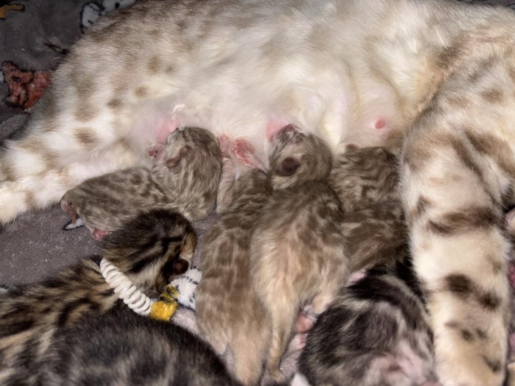 Coconut And Chips Litter