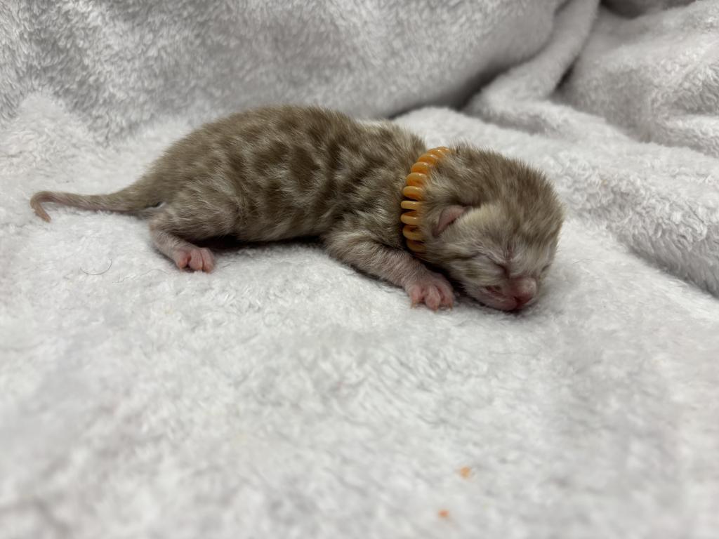 Coconut And Chips Litter photo 5