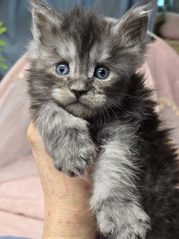 Ragdolls And Maine Coons Available Now photo 2