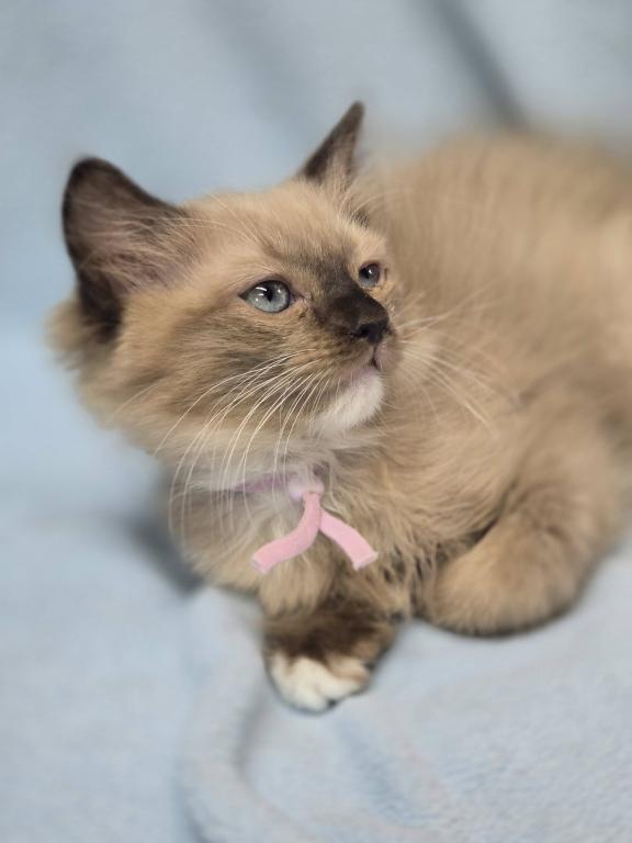 Ragdolls And Maine Coons Available Now photo 10