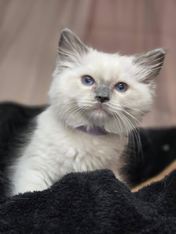 Ragdolls And Maine Coons Available Now photo 8