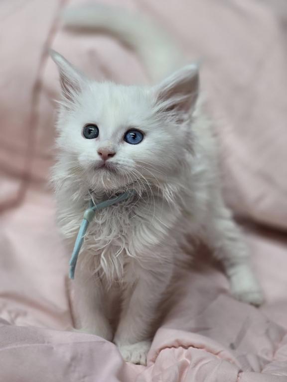 Ragdolls And Maine Coons Available Now photo 6