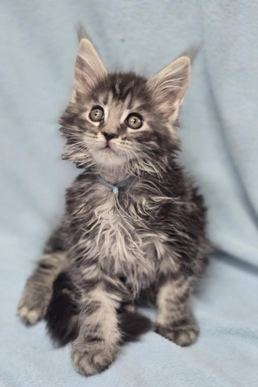 Ragdolls And Maine Coons Available Now
