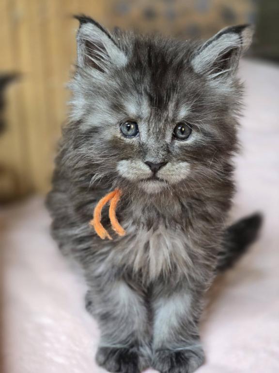 Ragdolls And Maine Coons Available Now photo 3