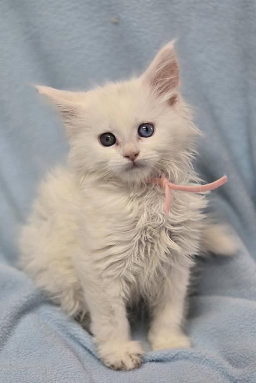Ragdolls And Maine Coons Available Now photo 4