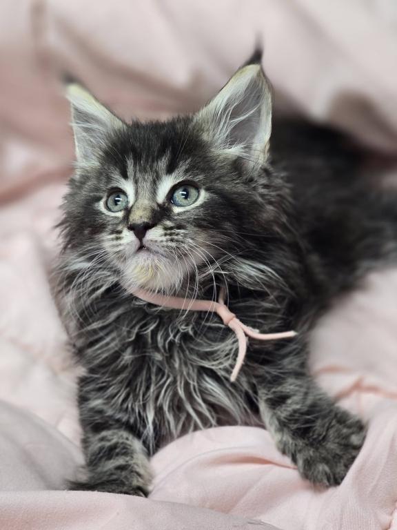 Ragdolls And Maine Coons Available Now photo 5