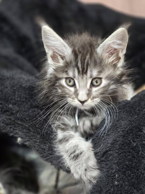 Ragdolls And Maine Coons Available Now photo 7