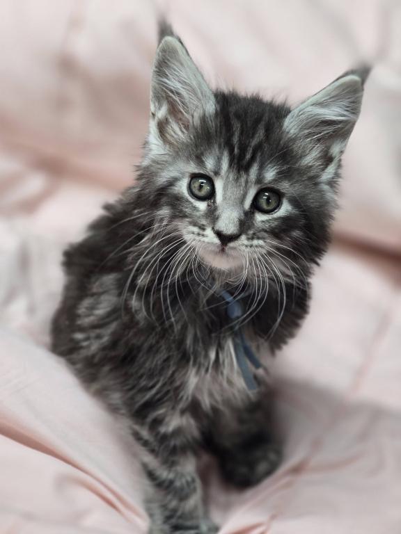 Ragdolls And Maine Coons Available Now photo 9