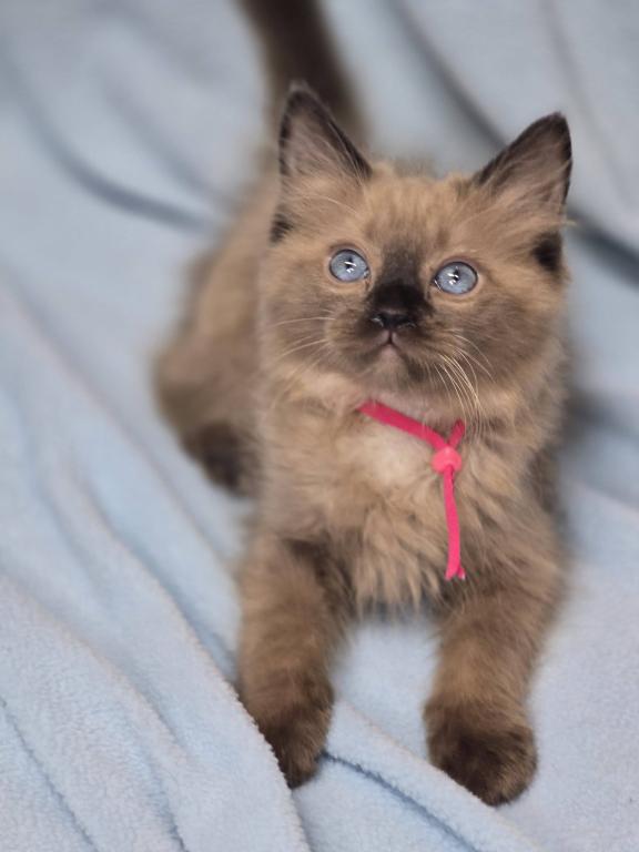 Ragdolls And Maine Coons Available Now photo 11