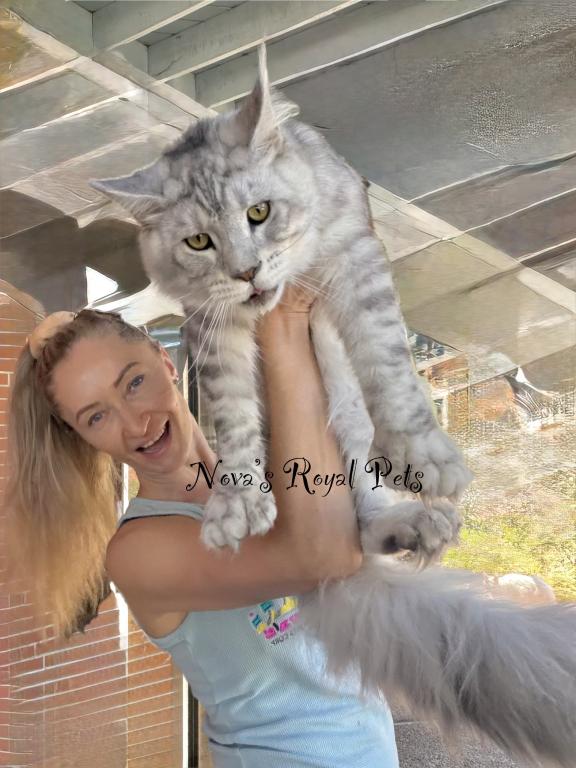 Polydactyl  Sire Services photo 1