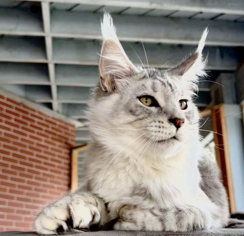 Polydactyl  Sire Services photo 2