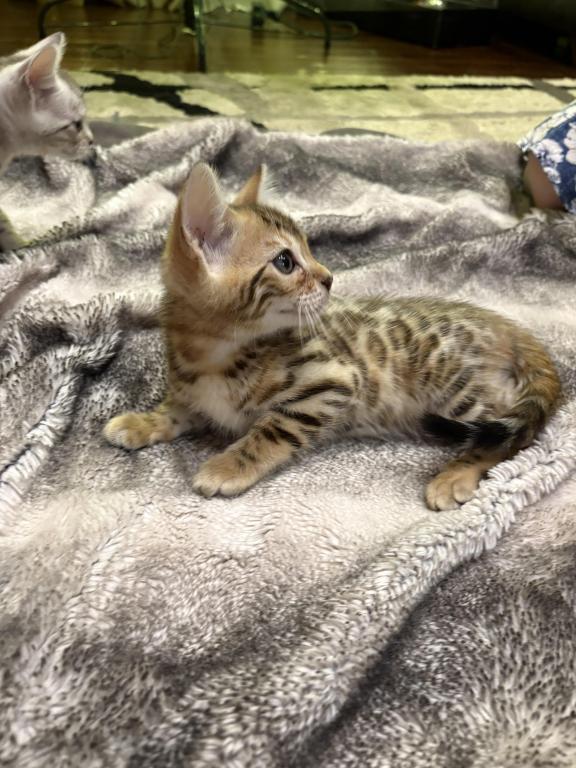 Christmas Litter photo 3