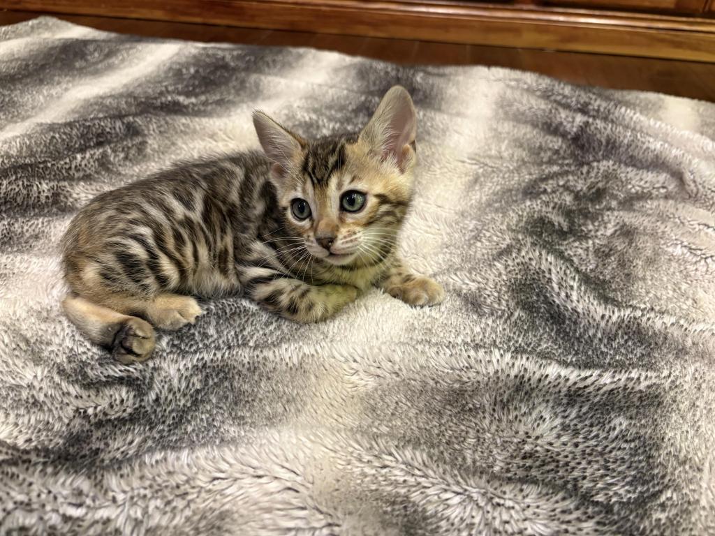 Christmas Litter photo 4