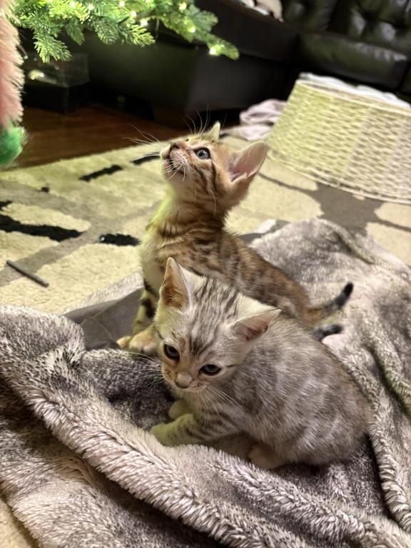 Christmas Litter photo 10