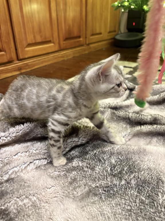Christmas Litter photo 9