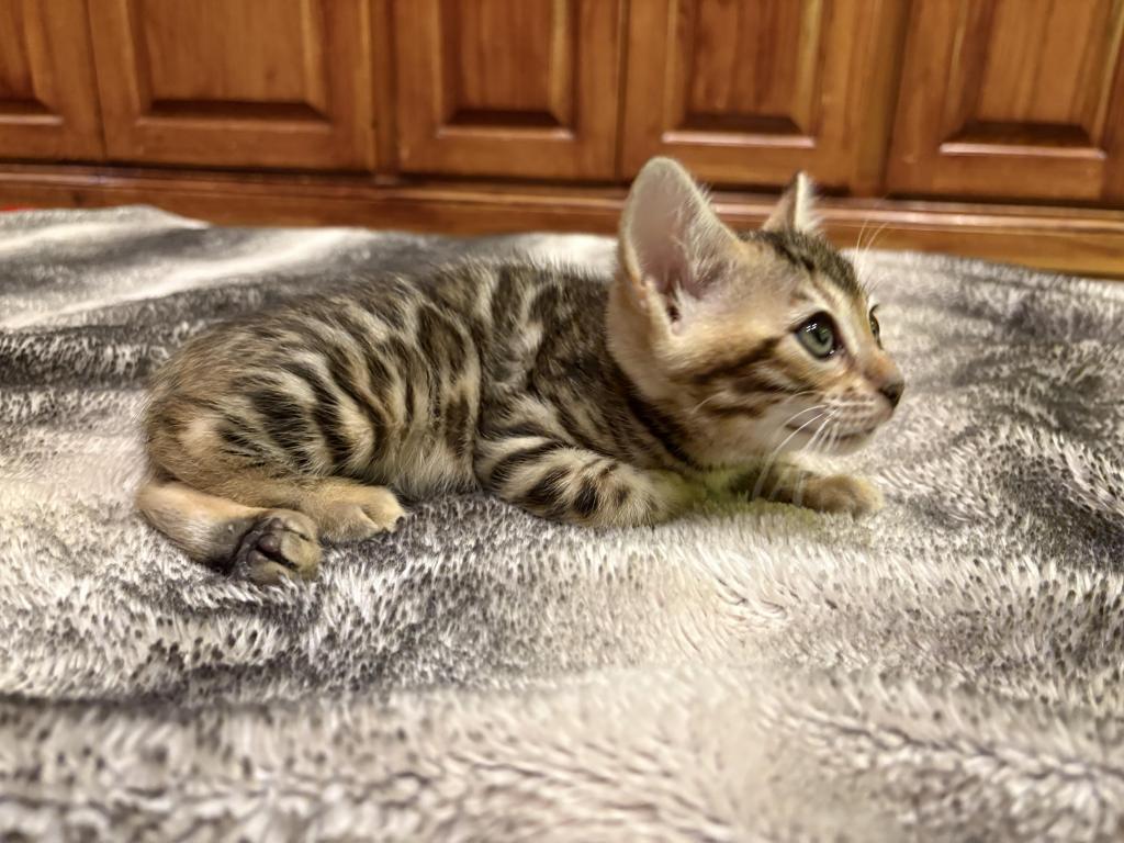 Christmas Litter photo 5