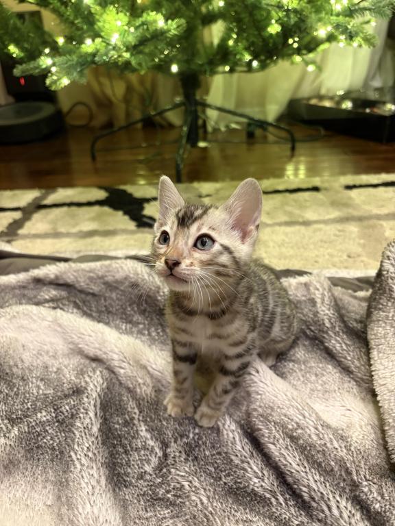 Christmas Litter photo 6