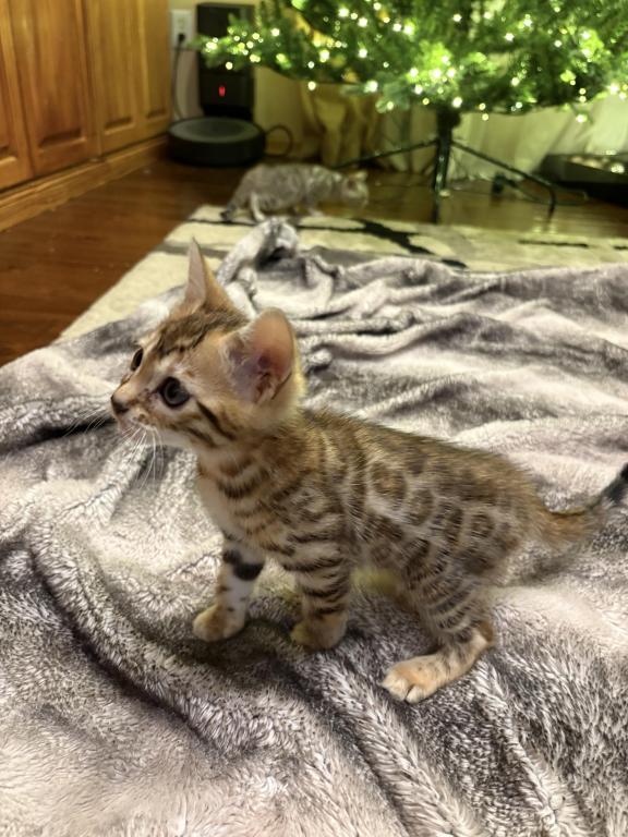 Christmas Litter photo 11