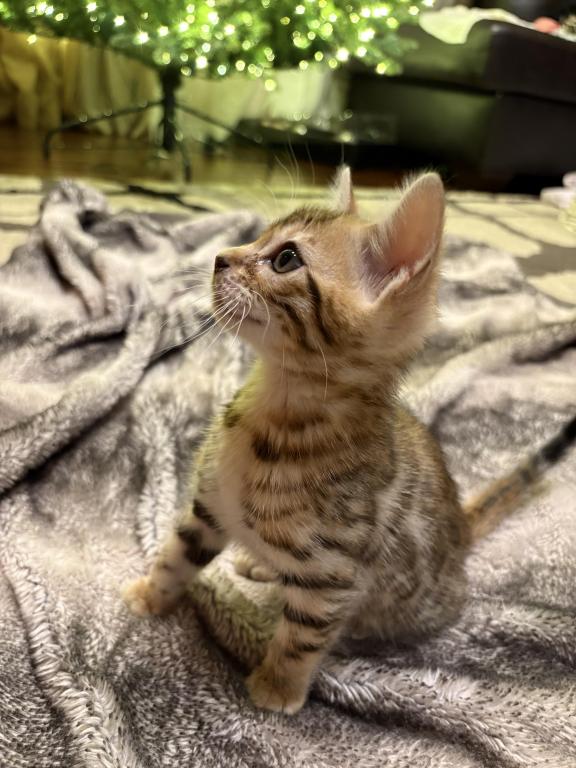 Christmas Litter photo 1