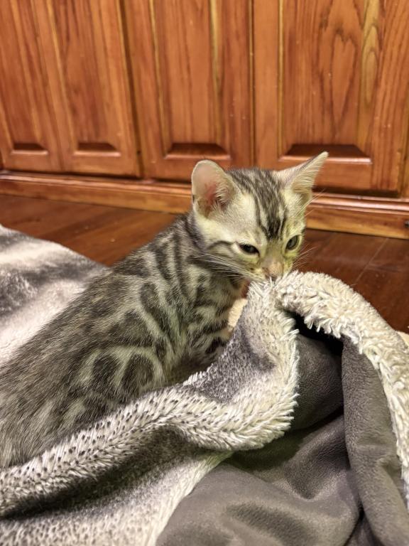 Christmas Litter photo 2