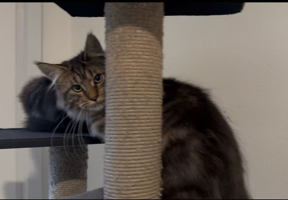 Thor photo 1