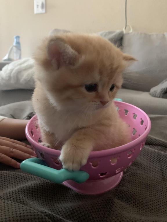 Golden Cute photo 3
