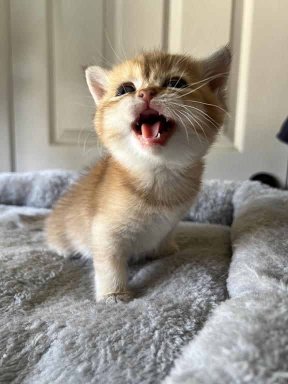 Golden Cute photo 5