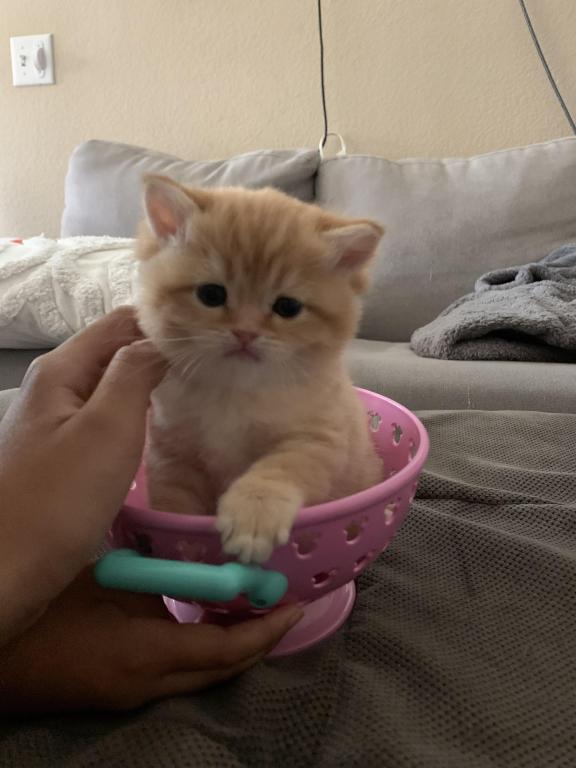 Golden Cute photo 4