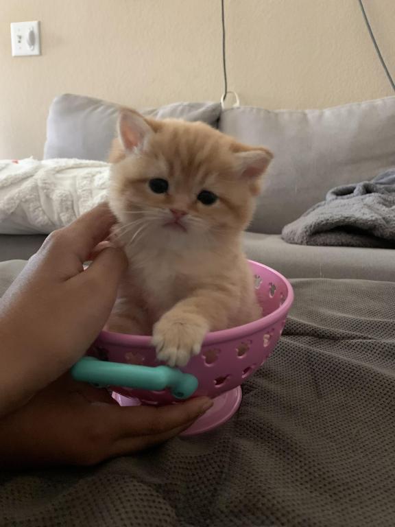 Golden Cute photo 1