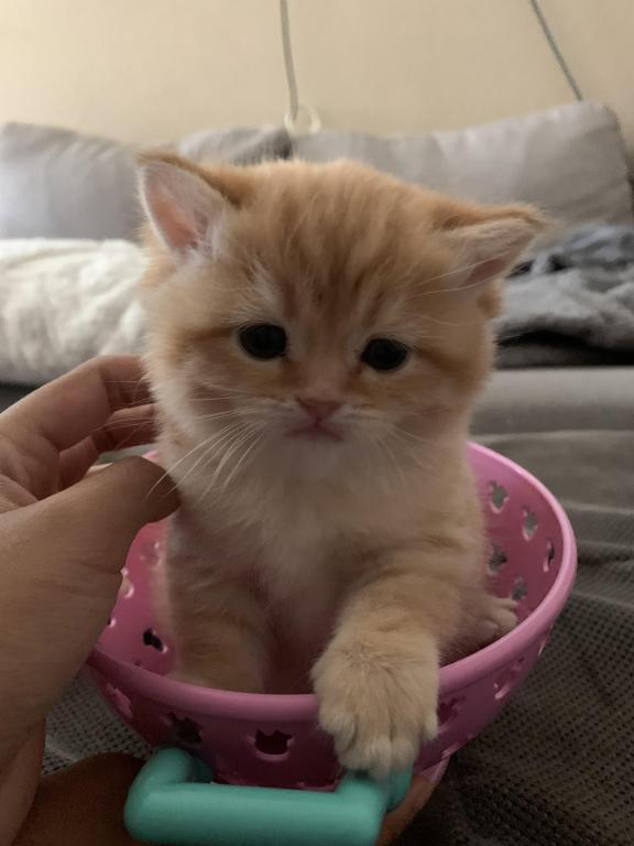 Golden Cute photo 2