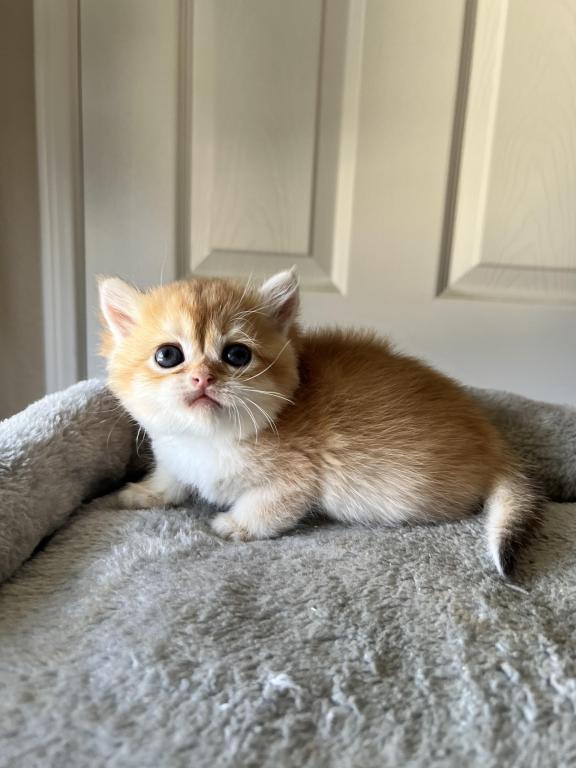 Golden Cute photo 8