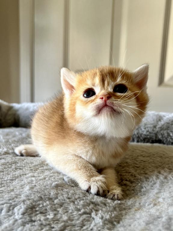 Golden Cute photo 11