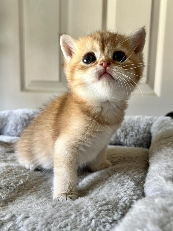 Golden Cute photo 6