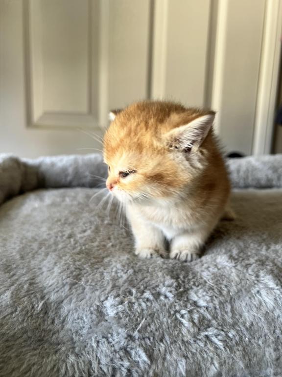 Golden Cute photo 9