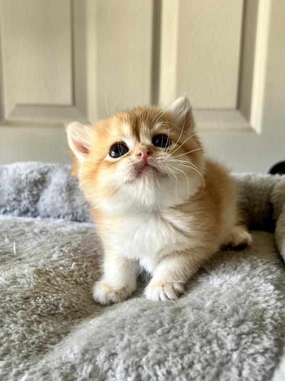 Golden Cute photo 10