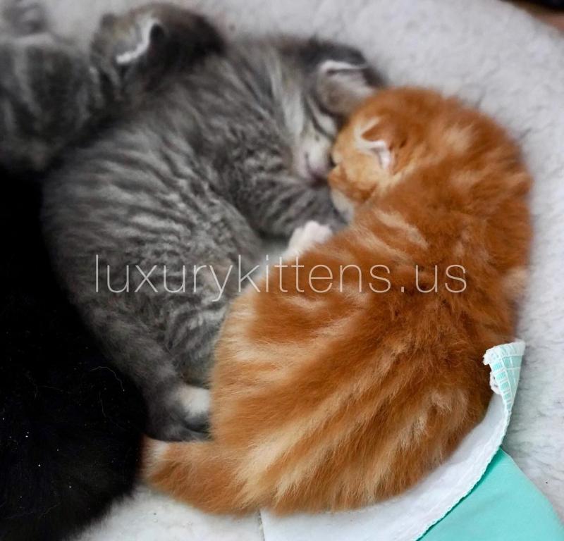 Scottish Fold And Straight Baby Kittens photo 1