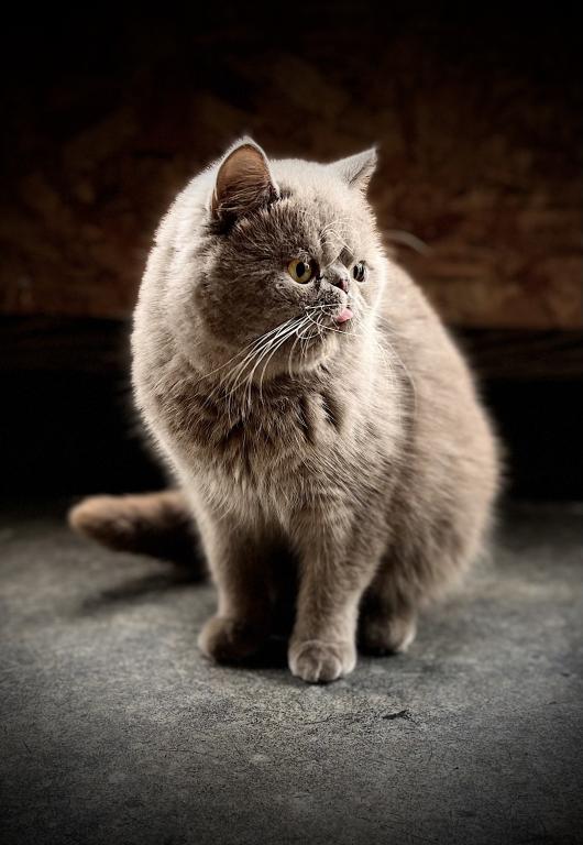 Blueberry photo 6