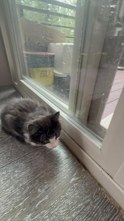 Looking For New Home Kittens photo 15