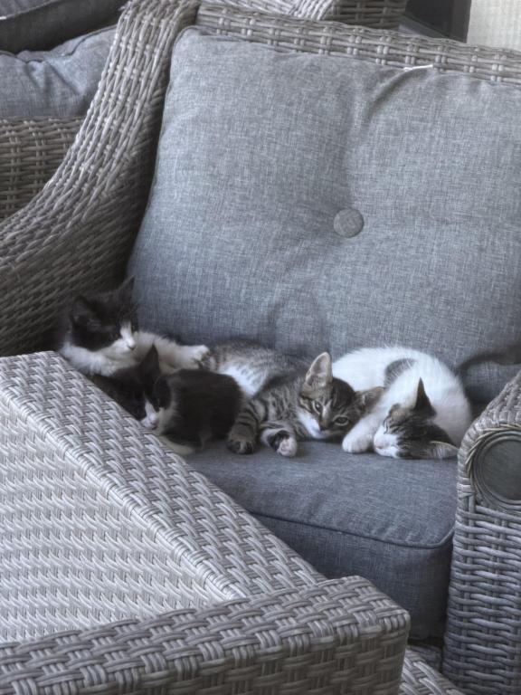 Looking For New Home Kittens photo 10