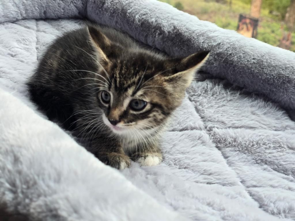 Looking For New Home Kittens photo 7