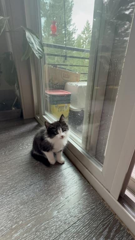 Looking For New Home Kittens photo 17