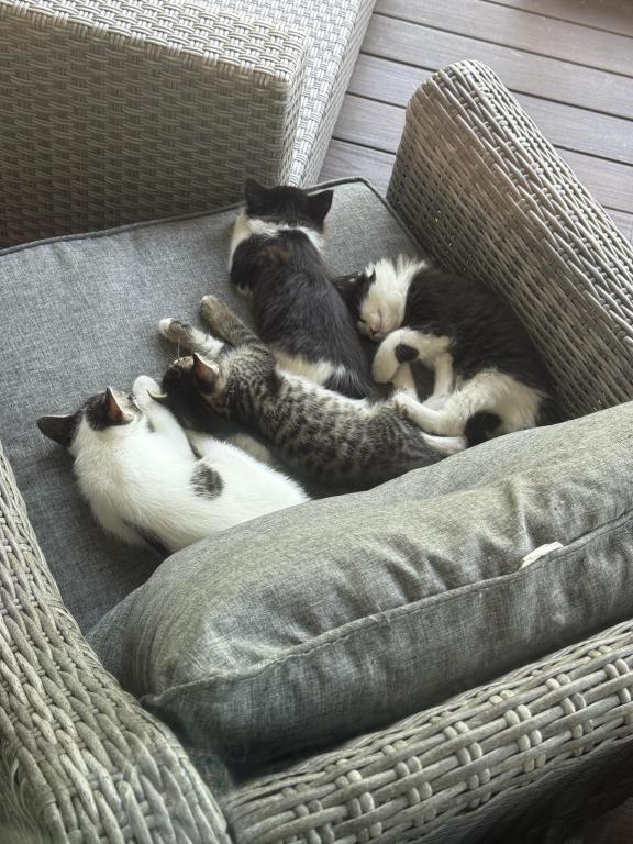 Looking For New Home Kittens photo 12
