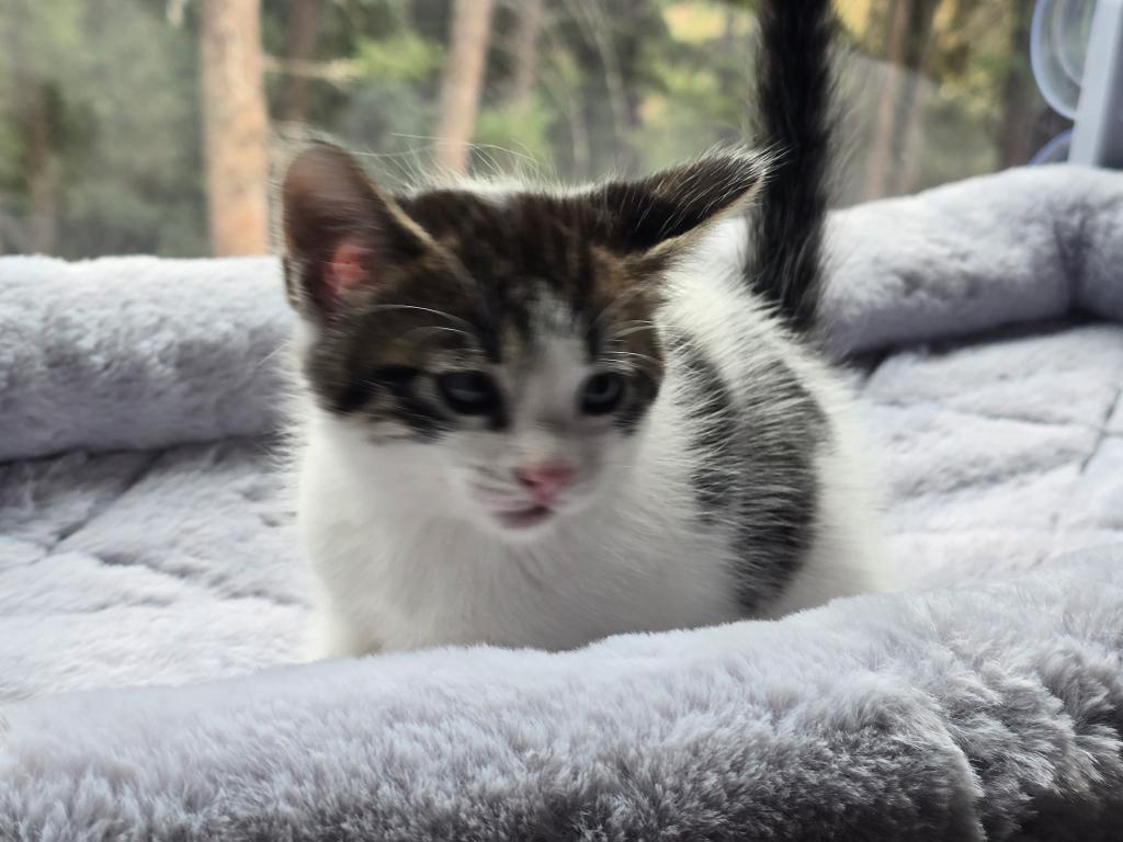 Looking For New Home Kittens photo 11