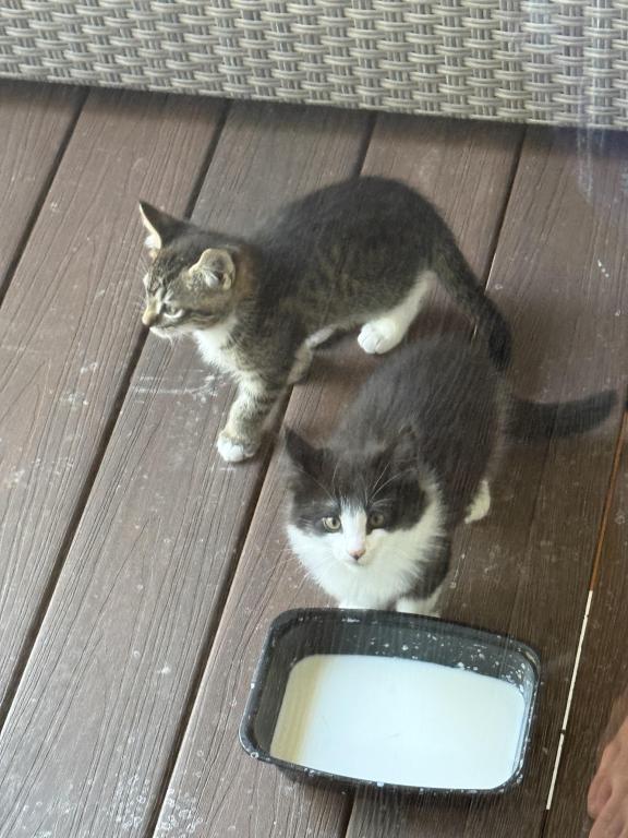 Looking For New Home Kittens photo 13
