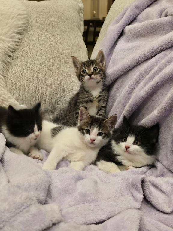 Looking For New Home Kittens photo 3